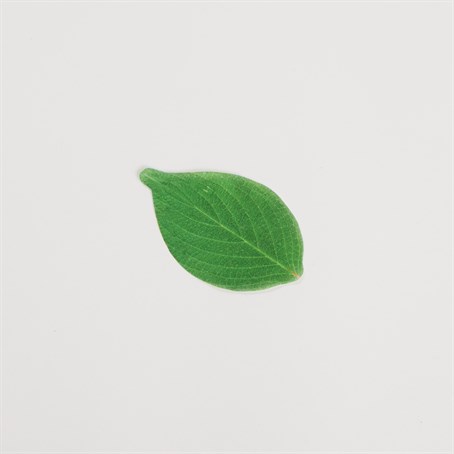 Cheese Paper, Leaf, 4" L