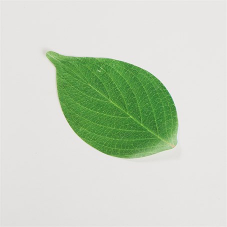 Cheese Paper, Leaf, 7" L
